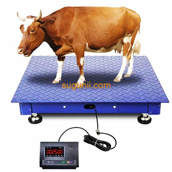 Balance Industrielle au Sol - Capacité 2 Tonnes 2